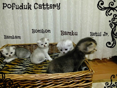 Taco Belle Golden Rain