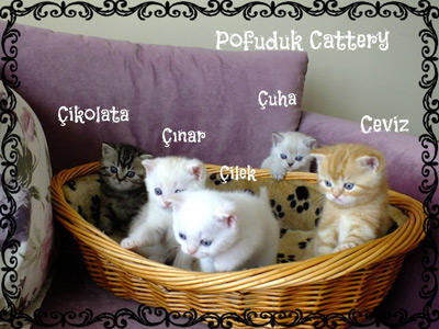 Amelie Von Baden-Württemberg