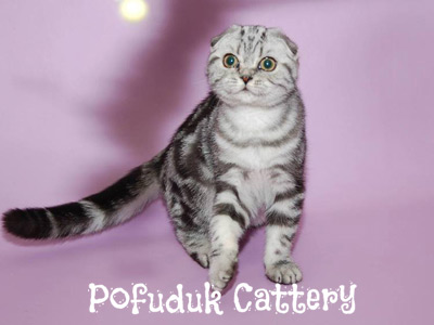 Taco Belle Golden Rain