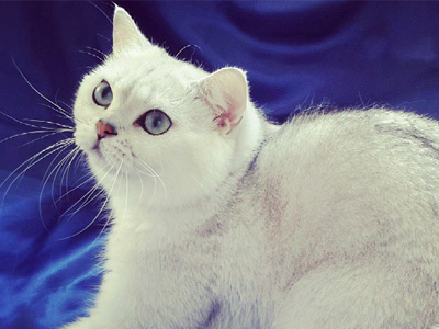 I.Ch. Only You Ocean An Marion