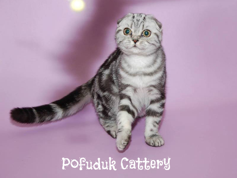 POFUDUK Scottish Fold & Straight CATTERY
