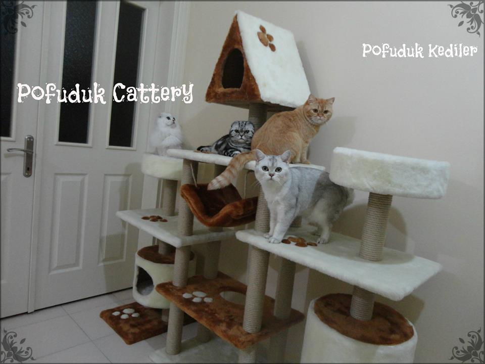 POFUDUK Scottish Fold &amp; Straight CATTERY