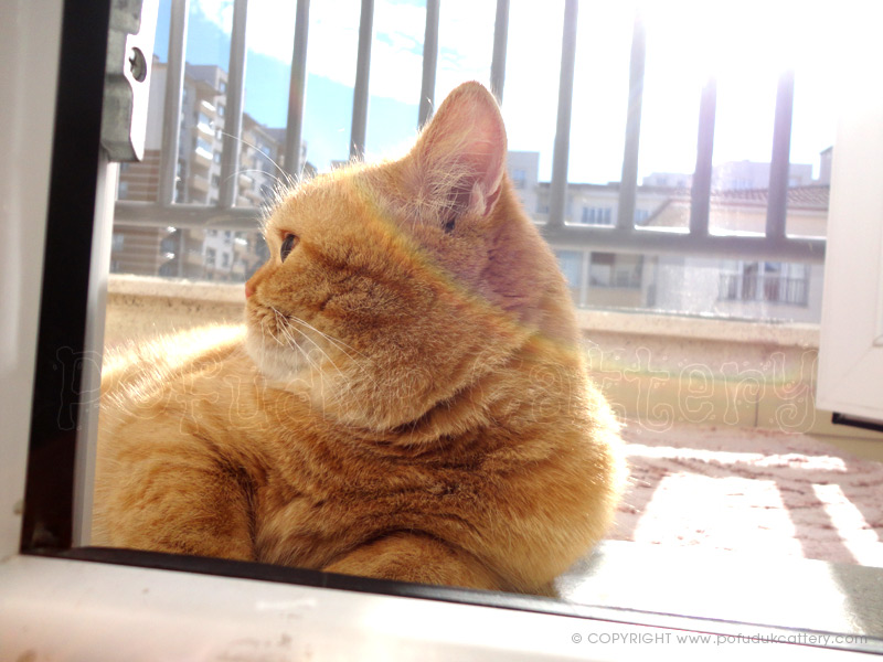 POFUDUK Scottish Fold &amp; Straight CATTERY