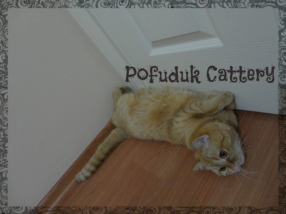 POFUDUK Scottish Fold &amp; Straight CATTERY