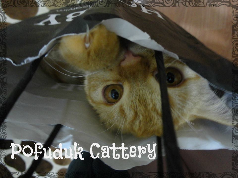 POFUDUK Scottish Fold & Straight CATTERY