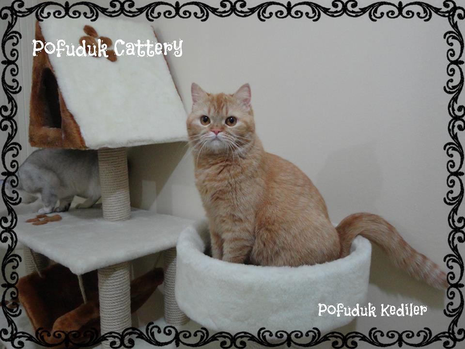 POFUDUK Scottish Fold &amp; Straight CATTERY