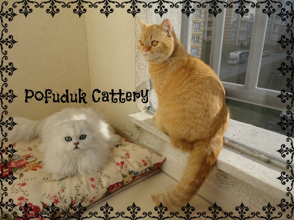 POFUDUK Scottish Fold &amp; Straight CATTERY